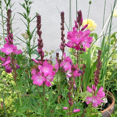 Sidalcea hybrida 'Party Girl'