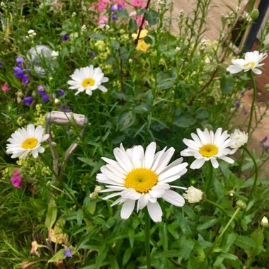 Leucanthemum vulgare