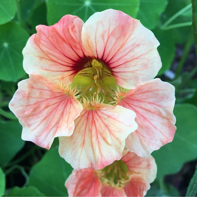 plant image 476664