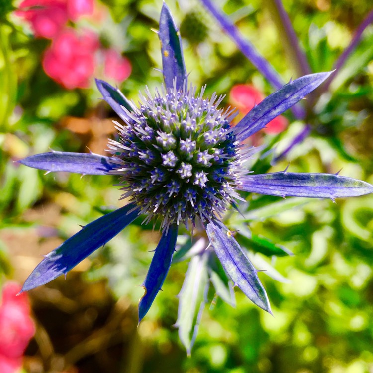 Plant image Eryngium planum 'Blue Hobbit'
