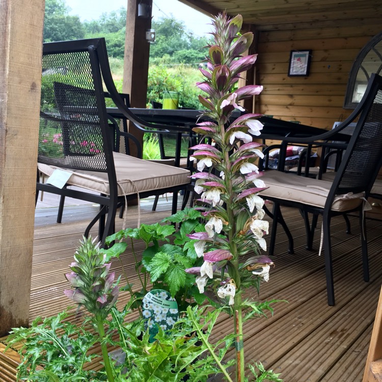 plant image 482831