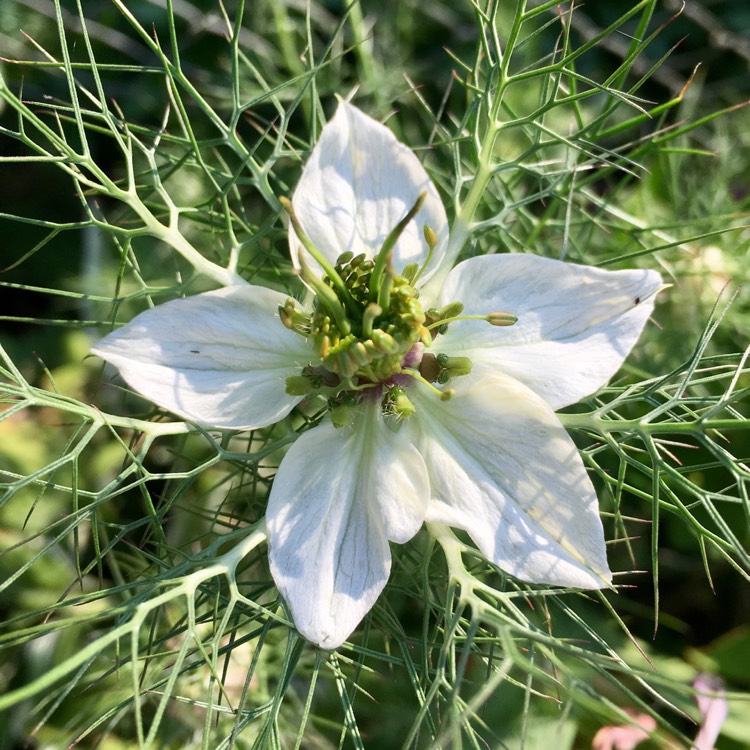 Plant image Nigella damascena 'Persian Jewels'