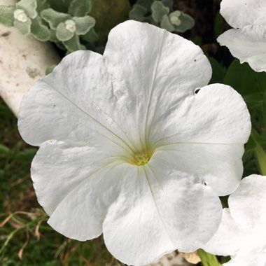 Petunia grandiflora 'White'
