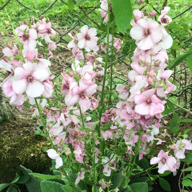 Verbascum 'Sugar Plum'