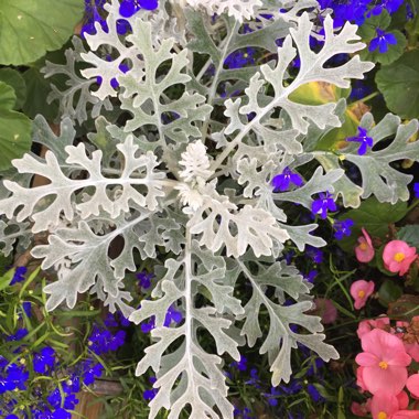 Senecio cineraria 'Silver Dust'