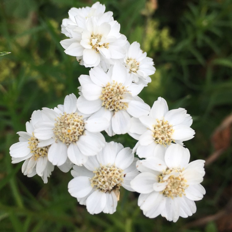 Plant image Achillea ptarmica 'The Pearl'