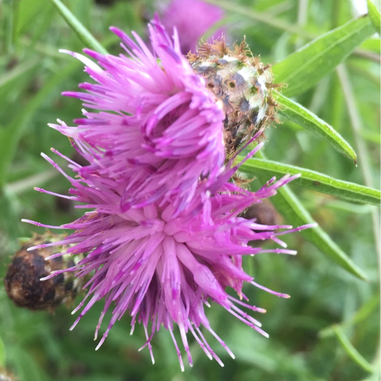 plant image 500113