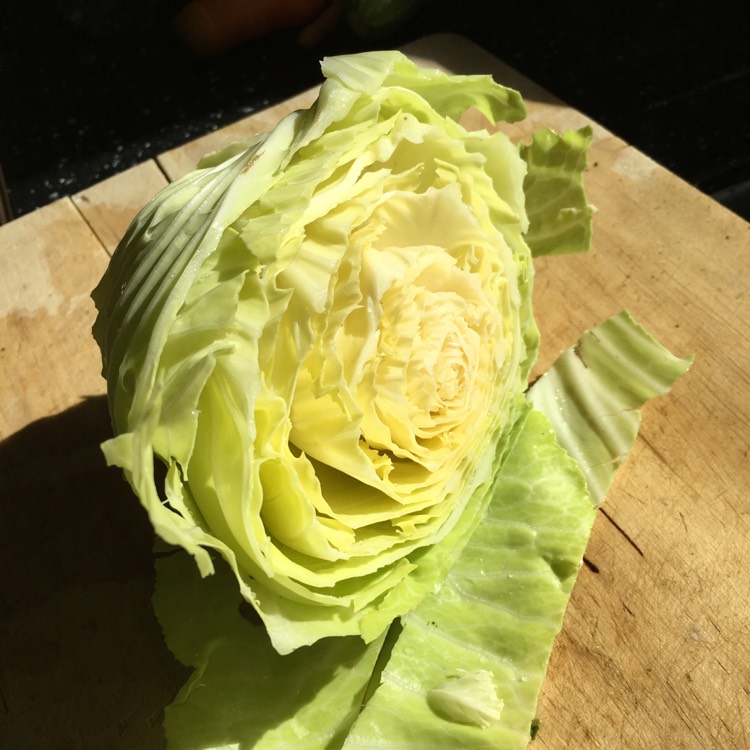 plant image 527607