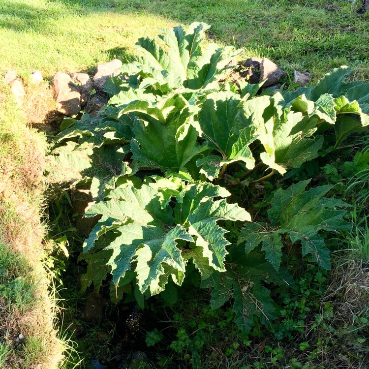 plant image 533116