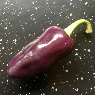 Capsicum 'Purple Belle'