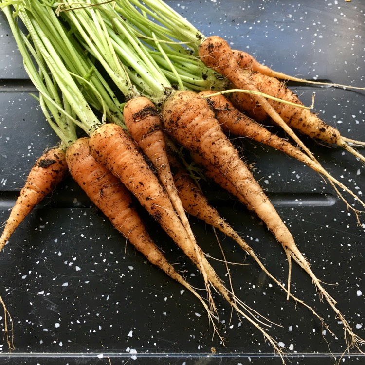 Plant image Daucus carota subsp. sativus 'Amsterdam Forcing 2'