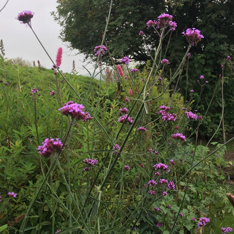 plant image 552725 plant image 552725