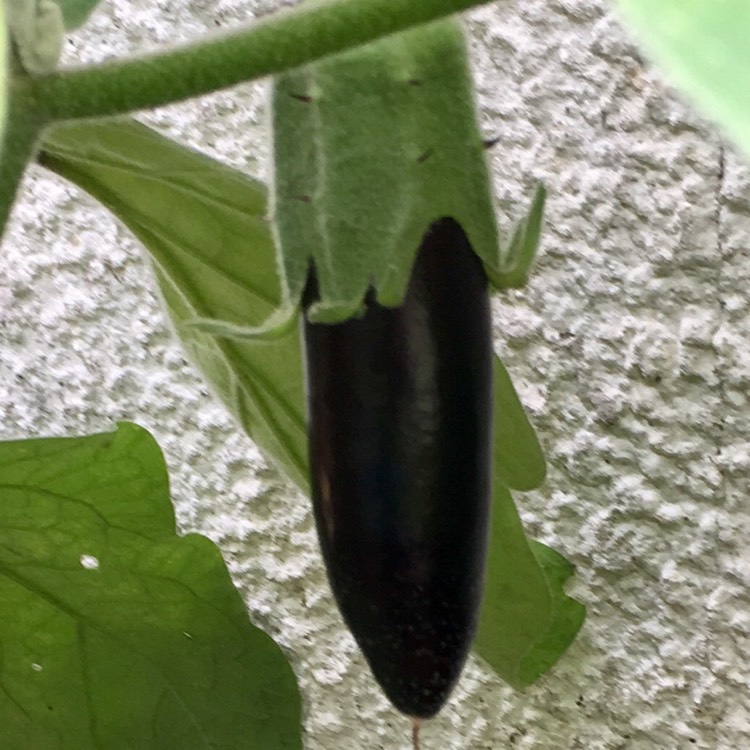 Plant image Solanum melongena 'Orlando'