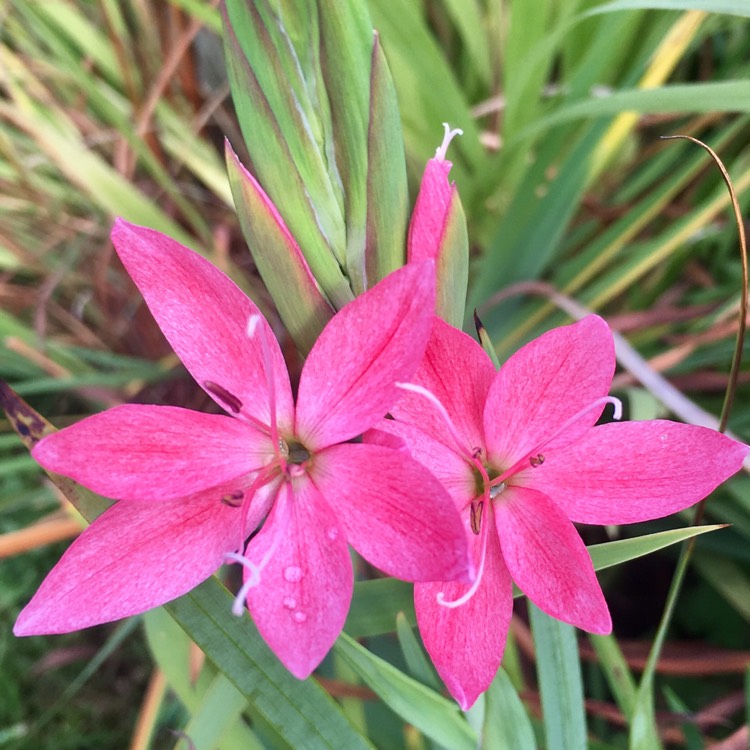 plant image 555836