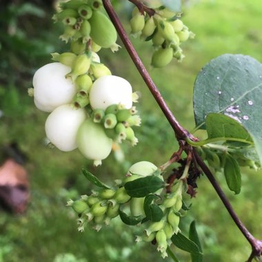 Symphoricarpos albus