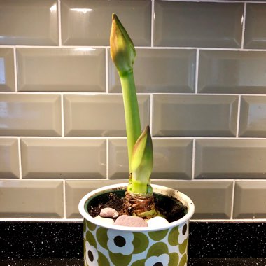 Hippeastrum (Double Galaxy Group) 'Elvas'