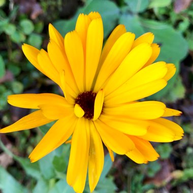 Calendula officinalis 'Art shades Mix'