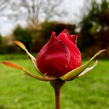Rosa