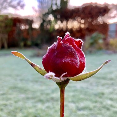 Rosa