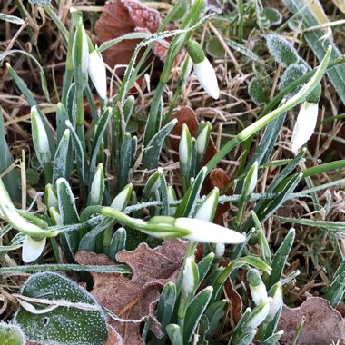 Galanthus nivalis
