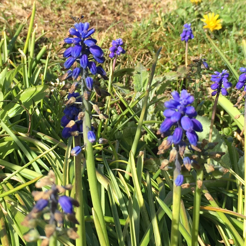 plant image 59852