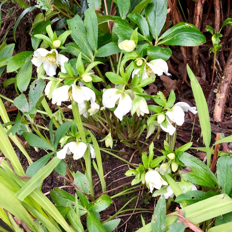 plant image 613030 plant image 613030