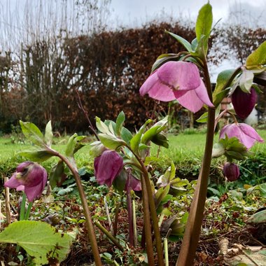 Helleborus x hybridus 'Ashwood Garden Hybrids'