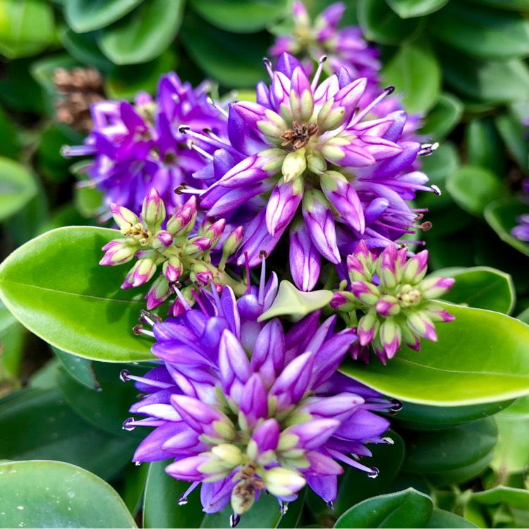 Plant image Hebe
