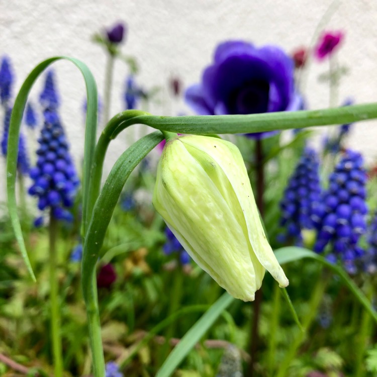plant image 658259 plant image 658259