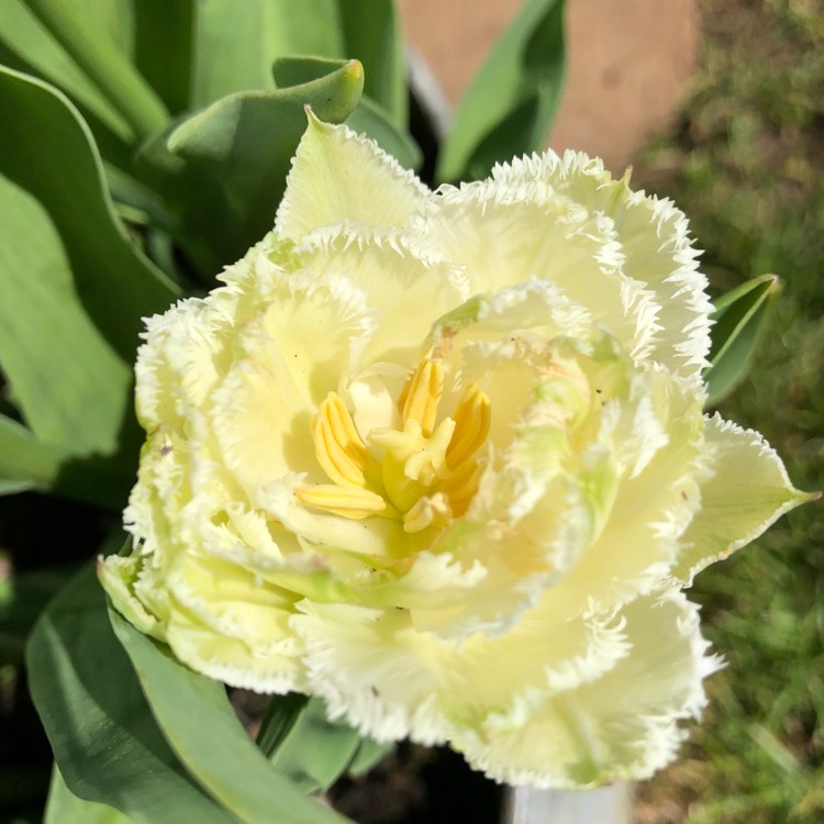 plant image 665103