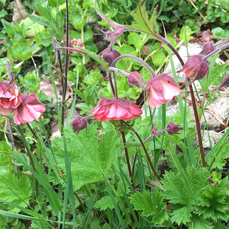 plant image 66899 plant image 66899