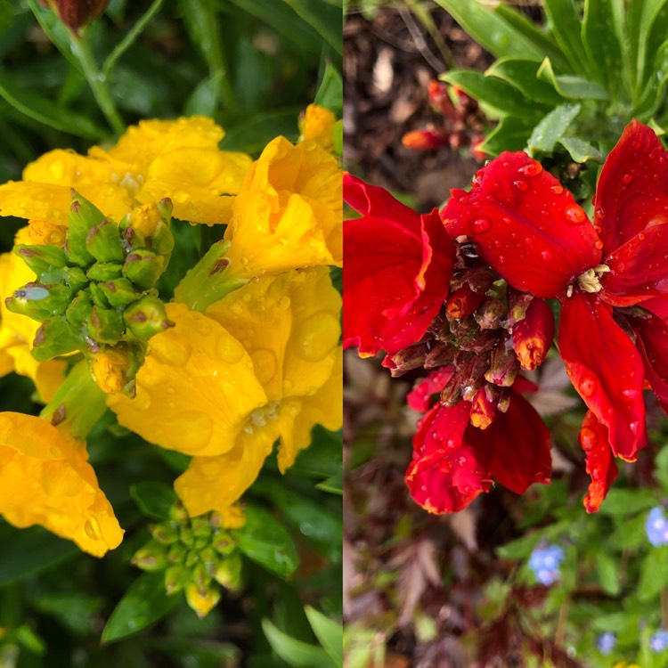 plant image 671399