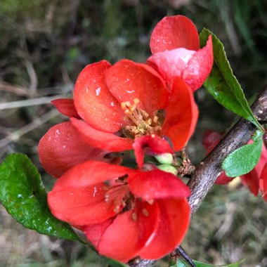 Cydonia Oblonga