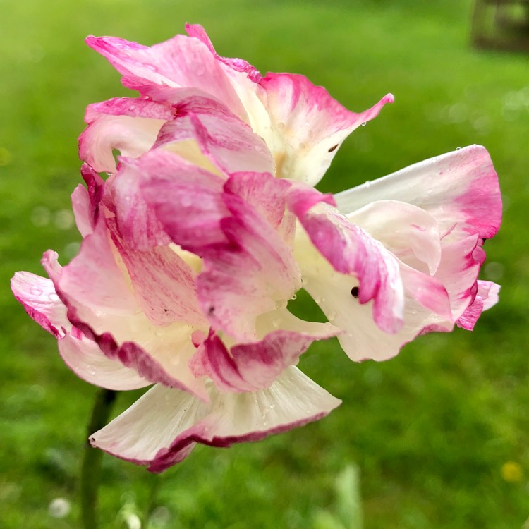 plant image 677473
