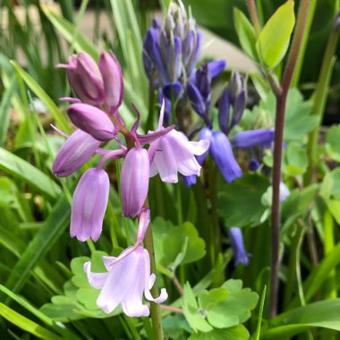 Hyacinthoides non-scripta