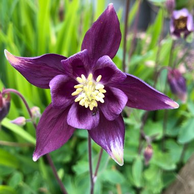 Aquilegia