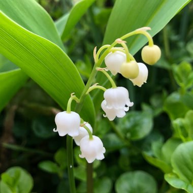 Convallaria majalis