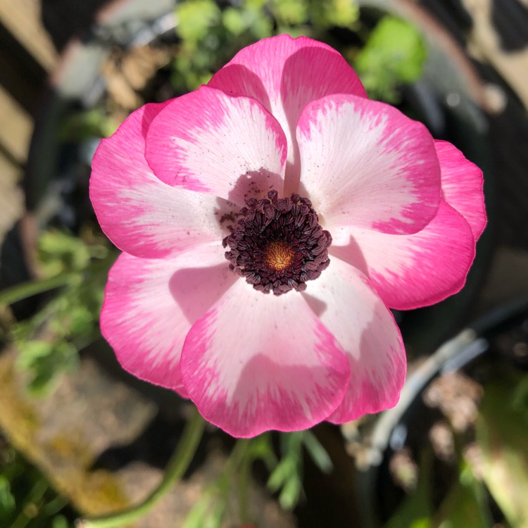 Plant image Ranunculus asiaticus