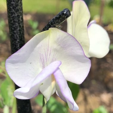 Lathyrus Odoratus 'April In Paris'