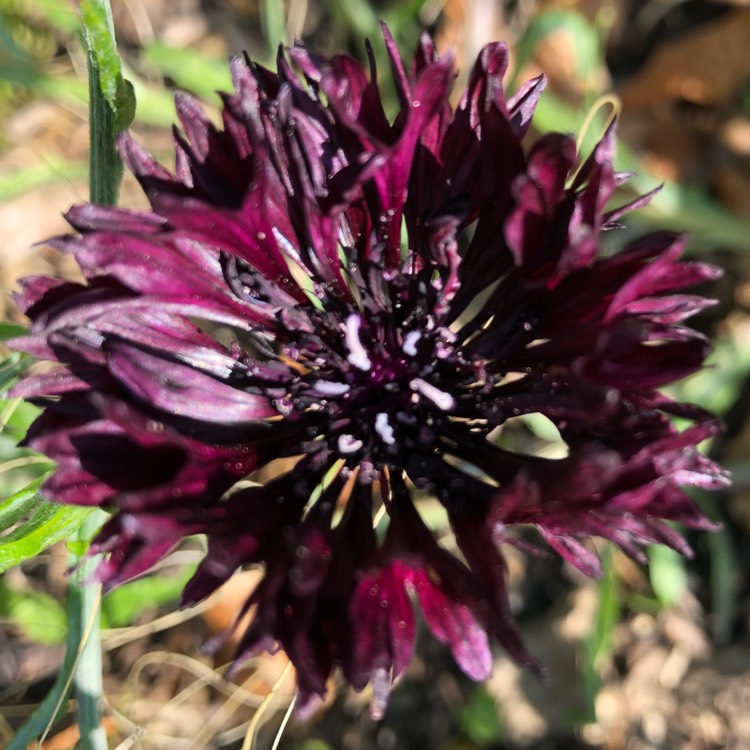 plant image 705088