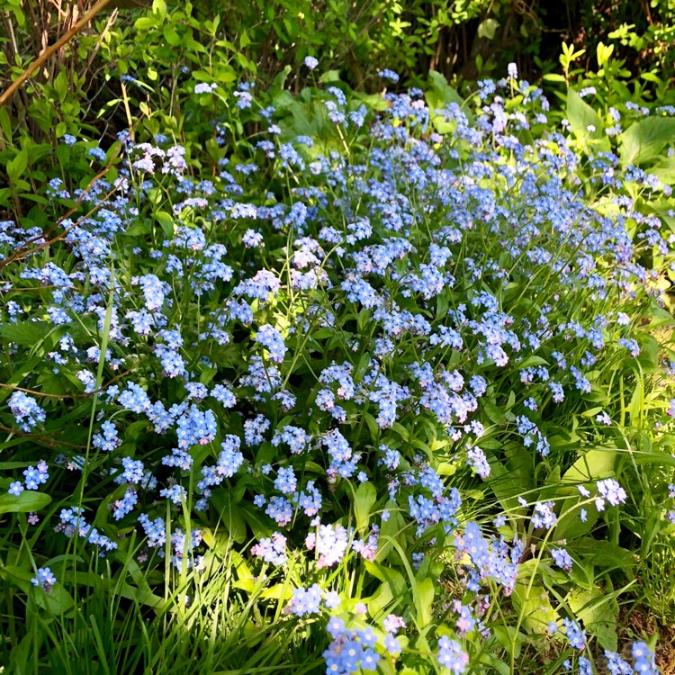 plant image 705133
