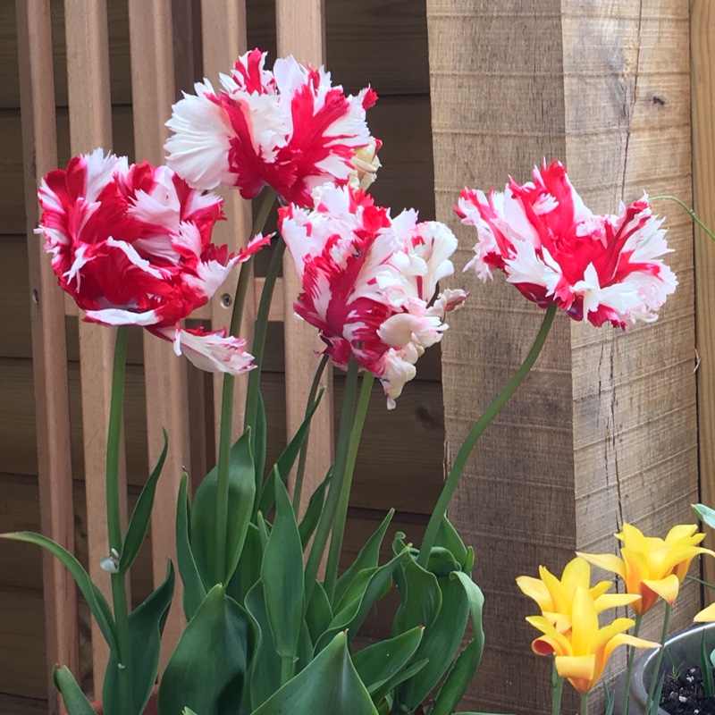plant image 70636