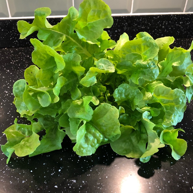 Plant image Lactuca sativa 'Salad Bowl'