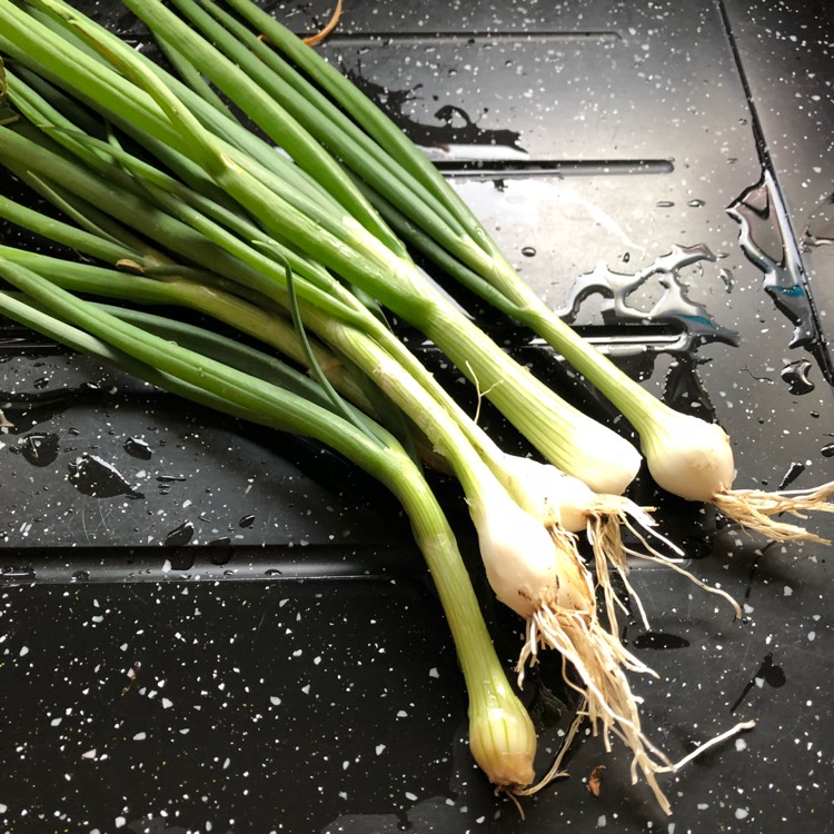Plant image Allium fistulosum 'White Lisbon'