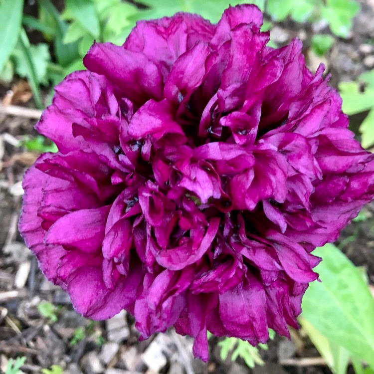 plant image 734071