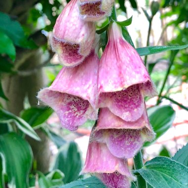 Digitalis x mertonensis