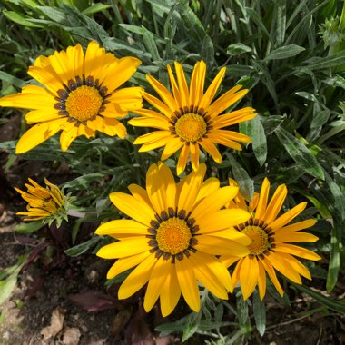 Gazania