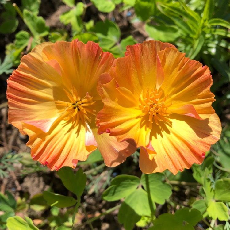 plant image 767275