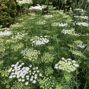 Ammi majus