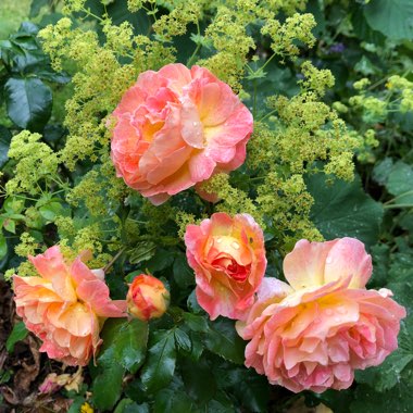 Rosa